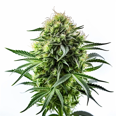 A Strain of High CBC Cannabis/Hemp