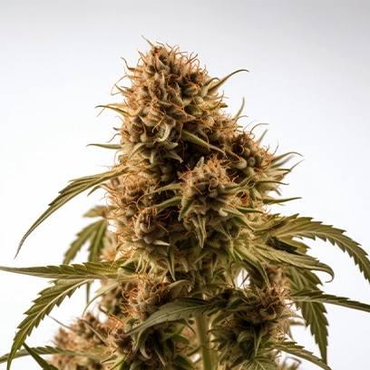A Strain of High CBG Cannabis/Hemp