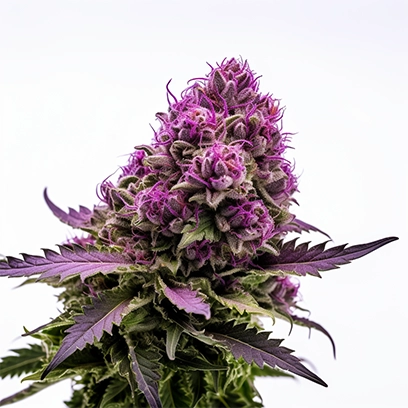A Strain of High CBN Cannabis/Hemp