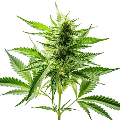 A Strain of High THCV Cannabis/Hemp